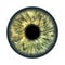 dark green brown human iris