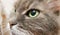 Dark green cat`s eye close-up. Gray adult longhair cat series. Cat head close-up on a white wall background. Cat`s look at the