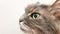 Dark green cat`s eye close-up. Gray adult longhair cat series. Cat head close-up on a white wall background. Cat`s look at the