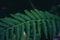 dark green down beautiful ferns leaves green foliage natural floral fern on dark