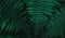 Dark green fern leaves