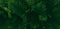 Dark green ferns background, fern leaves moody botanical texture, low key natural plants banner