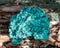 Dark green fibrous malachite cluster from Shaba Province, Zaire. On a tree bark in the forest