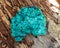 Dark green fibrous malachite cluster from Shaba Province, Zaire. On a tree bark in the forest