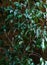 Dark green ficus foliage texture