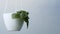 Dark green fittonia houseplant with white stripes in a white pot hanging that against a gray wall background with copy space