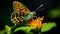 Dark Green Fritillary Butterfly Resting On Orange Flower