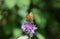 Dark Green Fritillary Butterfly  Speyeria aglaja feeding on purple thistle flowers