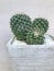 A dark green globular cactus in pot