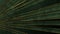 Dark green and golden grunge stripes abstract motion design