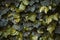 Dark Green Hedera Helix ivy. Floral background or texture. Green plant hedge. Close up shot