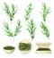 Dark Green Hijiki Seaweeds or Sargassum as Sea Vegetable in Bowl and Package Vector Set