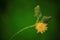 Dark Green Imperfect Common Dandelion Taraxacum sp Flower