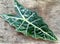 Dark green leaf, Alocasia sanderiana, Kris plant, wooden background