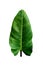 Dark green leaf heart shape philodendron imbe