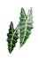 Dark green leaves of Alocasia Amazonica or African mask, exotic