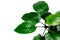 Dark green leaves of Anubias Barteri Broad Leaf, the popular aquarium plant for low-tech aquarium isolated on white background