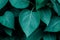Dark green leaves close up view, nature template background, selective focus
