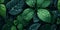 Dark green leaves and droplet water copy space background