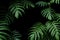 Dark green leaves of native Monstera the tropical forest plant evergreen vines, nature leaf frame on black background