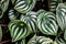 Dark green leaves pattern of cardboard palm or cardboard cycad Zamia furfuracea evergreen plant native to Indonesia, abstract na