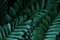 Dark green leaves pattern of cardboard palm or cardboard cycad Zamia furfuracea evergreen plant native to Mexico, abstract