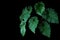Dark green leaves of Philodendron species Philodendron speciosum the tropical foliage climbing vine plant bush on black