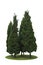 Dark green leaves pine trees ornamental plant, fir tree forest g