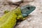 Dark green lizard (Lacerta schreiberi) in Madrid mountains, Spain