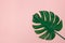 Dark green Monstera palm leaf on light pink background