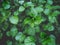 Dark green moody photo of swedish ivy, plectranthus ernstii, clinopodium douglasii,begonia, lamiaceae, hedera leaves shot from top