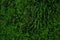 Dark green moss textured background with bokeh