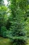 Dark green needles on coniferous tree fir Abies nordmanniana. Branches Caucasian Fir or Christmas tree in natural sunlight