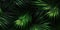 Dark green palm leaves dramatic photo effect background, realism, realistic, hyper realistic. Generative AI weber.