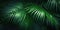 Dark green palm leaves dramatic photo effect background, realism, realistic, hyper realistic. Generative AI weber.