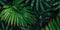 Dark green palm leaves and droplet water background