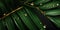 Dark green palm leaves and droplet water background