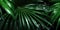 Dark Green palm leaves and droplet Water dramatic photo effect background, realism, realistic, hyper realistic