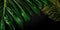 Dark Green palm leaves and droplet Water dramatic photo effect background, realism, realistic, hyper realistic