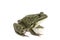 Dark green spotted frog