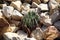 Dark green succulent plant on a background of light brown beige stones