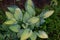Dark green tipped hosta with light green leaves
