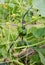 Dark green warted ornamental gourds growing on spiky vines