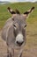 Dark Grey Adult Burro Standing in a Field