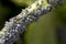 Dark grey aphids on a young plant stem