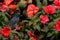 Dark grey bird Slaty Flower-piercer, Diglossa plumbea, in red flowered bloom, Savegre, Costa Rica