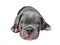 Dark grey bully puppy breed sleeping and looking to front