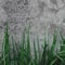 Dark Grey Coarse Concrete Stone Wall Texture, Green Grass, Horizontal Macro Closeup Old Aged Weathered Detailed Natural Gray