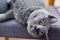 Dark grey domestic cat rests at home looking towards the camera