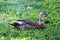 Dark grey feathered duck with small white feather on beak sitting on soft green grass